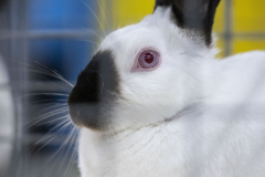 The 108th Pennsylvania Farm Show  :: January 2024