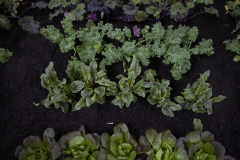 The 108th Pennsylvania Farm Show  :: January 2024