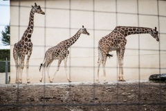 Sen. Leach Hosts Kid's Fair at the Elmowood Park Zoo