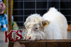 January 2, 2025: The Pennsylvania Farm Show unveiled its annual butter sculpture. The sculpture is called "From Moo to Marvel: Dairy Cows Power Pennsylvania.
