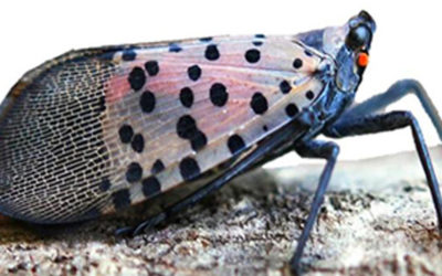 Schwank Applauds Funding for Spotted Lanternfly Control