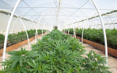 Brewster elogia el acuerdo sobre el terreno para la planta de cannabis medicinal de McKeesport