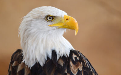 Boscola Bill To Further Protect Bald & Golden Eagles Reported out of Senate Committee