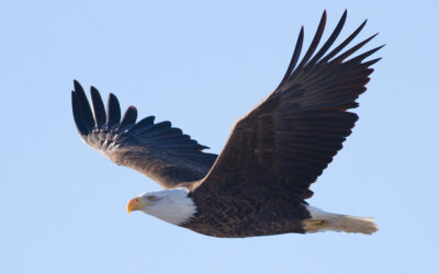 Senate Passes Boscola Bill To Further Protect Bald & Golden Eagles